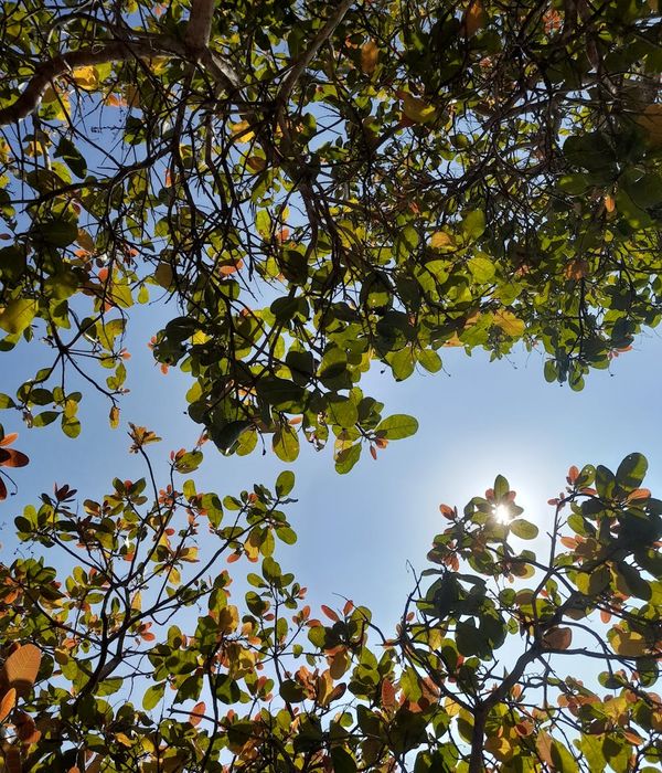 Abstract green forest leaves representing natural harmony